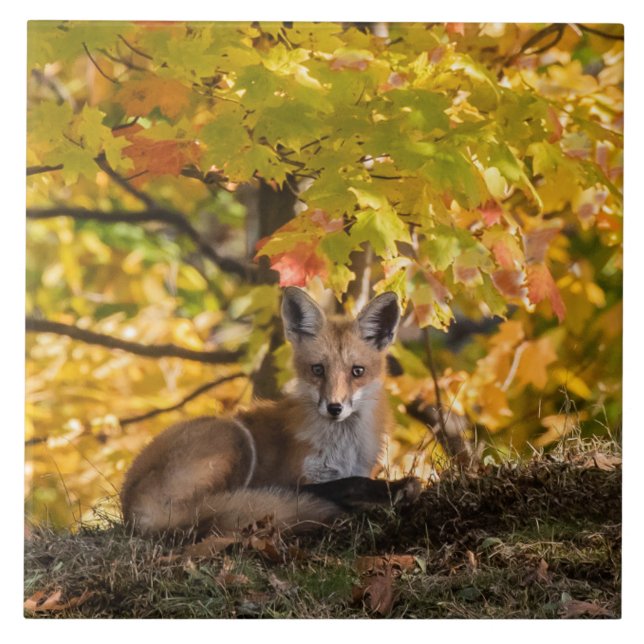  Fox And Foliage       Tile (Front)