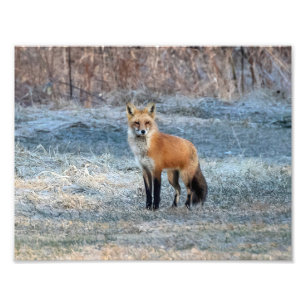 Fox And Frost Photo Print