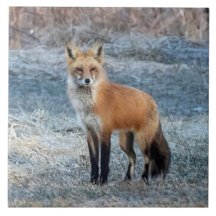 Fox And Frost Tile