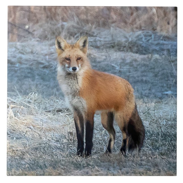 Fox And Frost Tile (Front)
