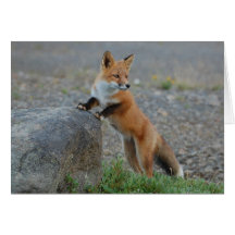 Fox Card - blank for all occasions - custom card