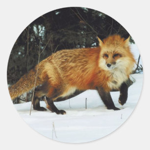 Fox Classic Round Sticker