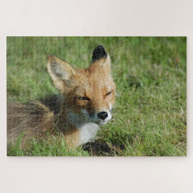 Fox closeup, Brooks Falls Alaska  Jigsaw Puzzle (Horizontal)