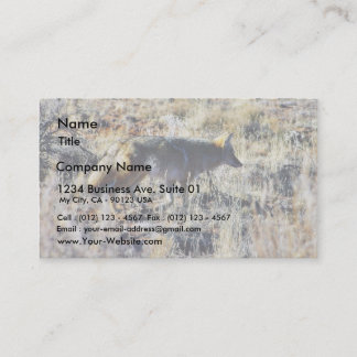 Fox Coyotes Wild Anilmal In Field Business Card