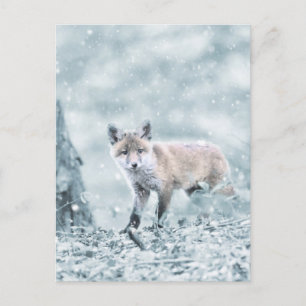 Fox Cub in the Snow Postcard