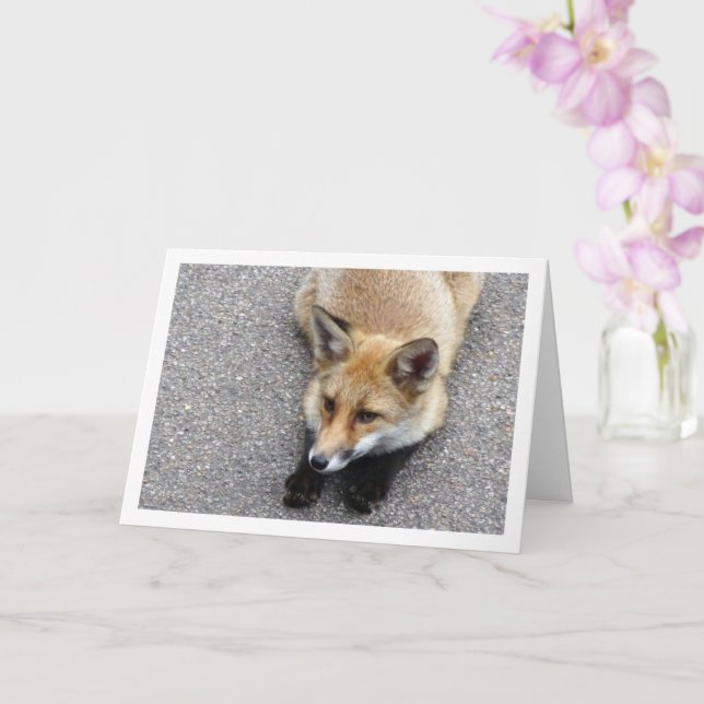 Fox Cub Laying on Street Portrait Card (Orchid)
