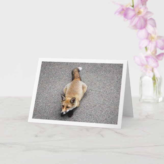 Fox Cub Laying on Street Portrait Card (Orchid)