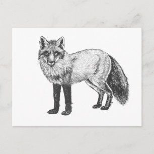 Fox drawing postcard