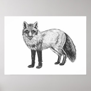 Fox drawing poster