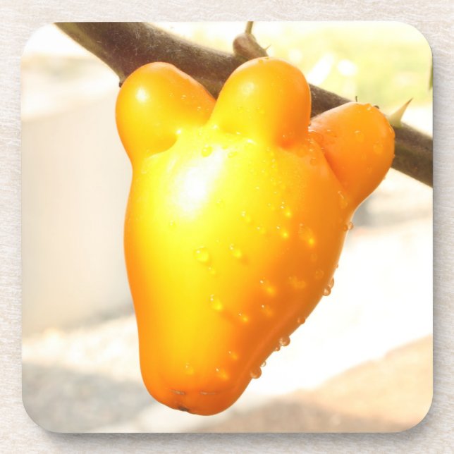 Fox Face Fruit Coaster (Front)