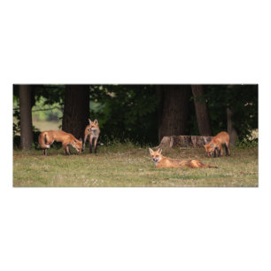 Fox Family Outing  Photo Print