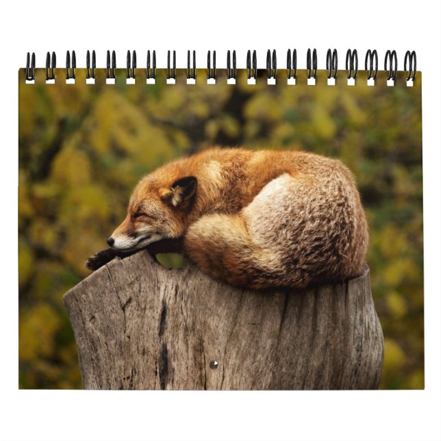 Fox Foxes In Nature Photography Calendar (Cover)