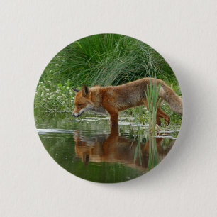 Fox in pond 2 inch round button