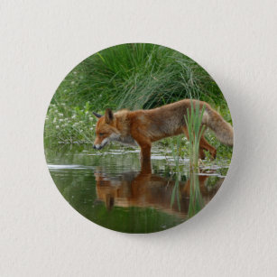 Fox in pond 2 inch round button