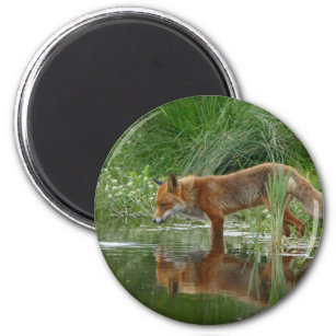 Fox in pond magnet