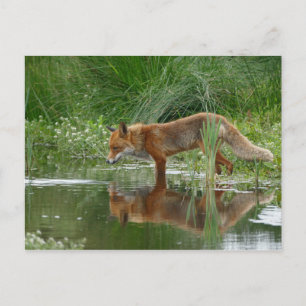 Fox in pond postcard