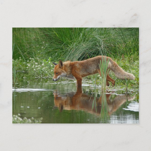 Fox in pond postcard (Front)