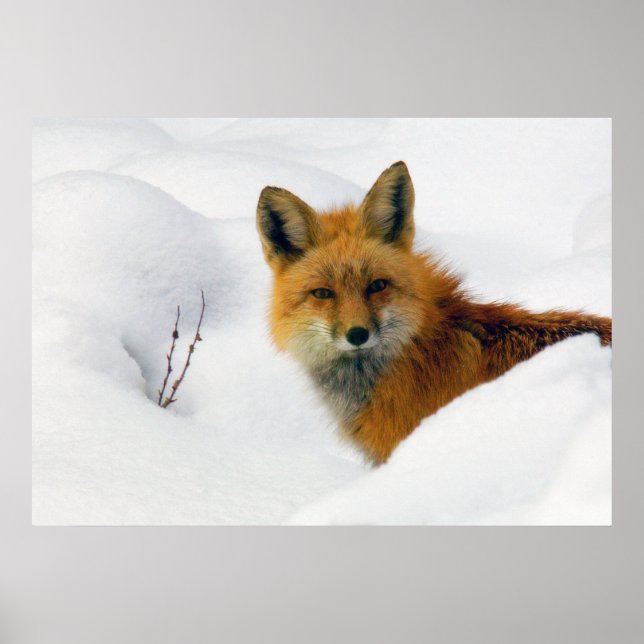 fox in rocky mountain national park poster (Front)