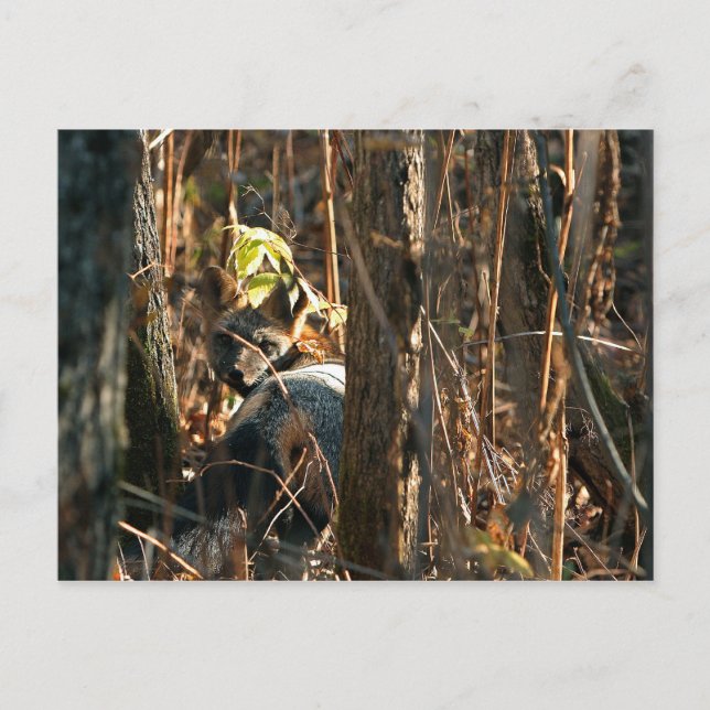 fox in stealth postcard (Front)