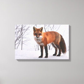 Fox in the Snow Canvas Print