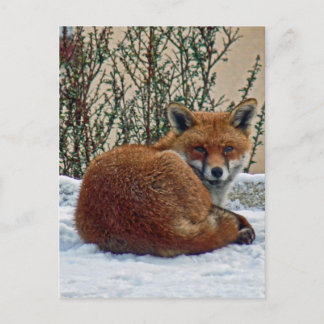 Fox in the snow postcard