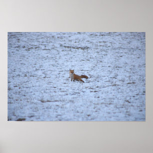 Fox in the Snow Poster