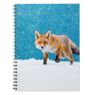 Fox in winter. Red fox, Vulpes vulpes, sniffs abou Notebook