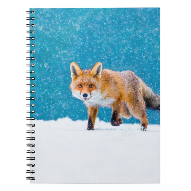 Fox in winter. Red fox, Vulpes vulpes, sniffs abou Notebook (Front)