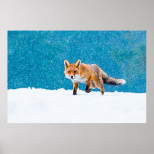 Fox in winter. Red fox, Vulpes vulpes, sniffs abou Poster