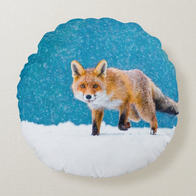 Fox in winter. Red fox, Vulpes vulpes, sniffs abou Round Pillow (Front)