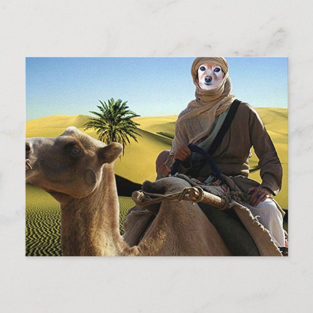 Fox Is Lawrence Of Arabia Postcard (Front)