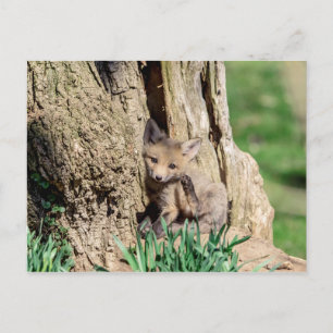 Fox Kit in the Hudson Valley Postcard