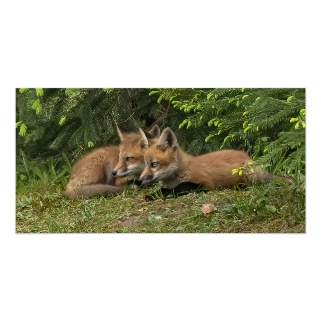  Fox Kit Pals  Poster (Front)
