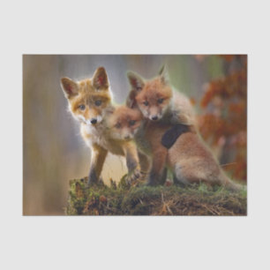 Fox Kits Photo Tissue Paper
