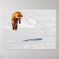 Fox Leap | Yukon, Canada