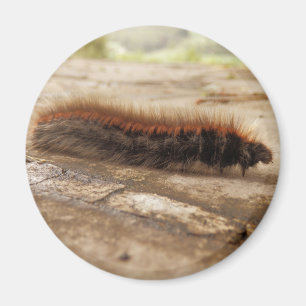 Fox Moth Caterpillar Magnet