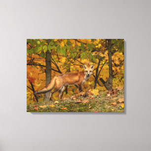 Fox On Alert Canvas Print