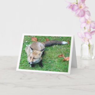 Fox on Lawn Card