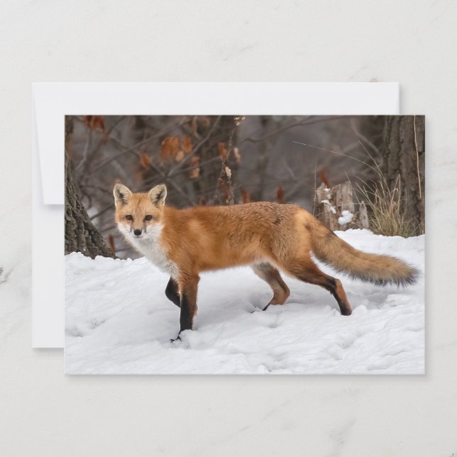  Fox On Snow     Card (Front)