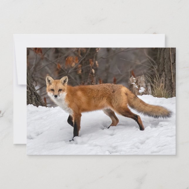 Fox On Snow Christmas Card (Front)