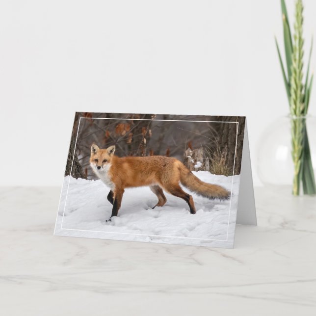 Fox On Snow Christmas Card (Front)