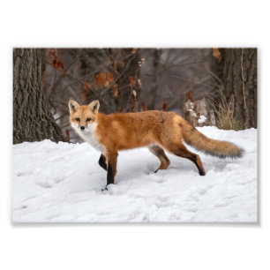  Fox On Snow    Photo Print