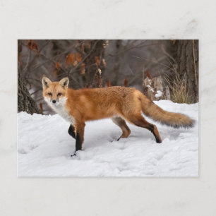 Fox On Snow Photo Print Postcard