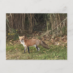Fox Photo Postcard