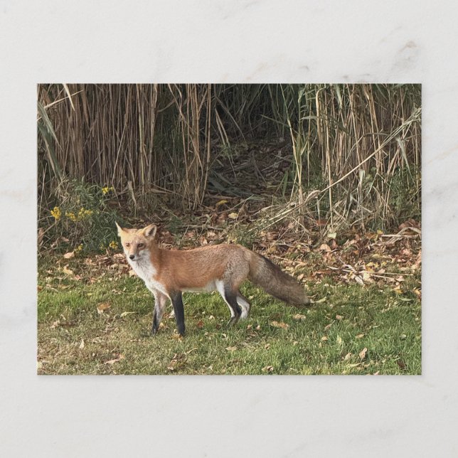 Fox Photo Postcard (Front)