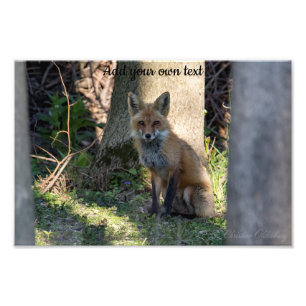 Fox Photo Print