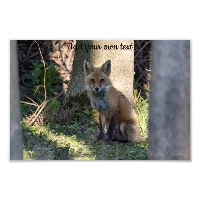 Fox Photo Print (Front)