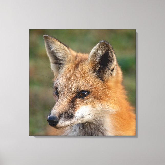  Fox Portrait        Canvas Print (Front)