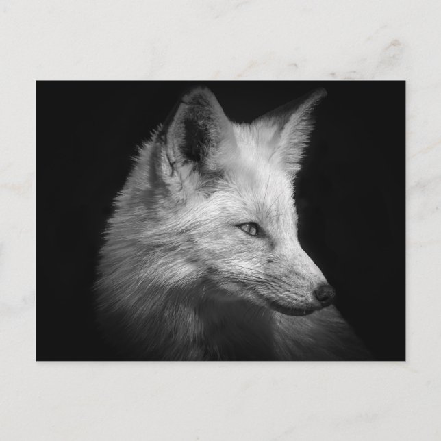 Fox Portrait Postcard (Front)