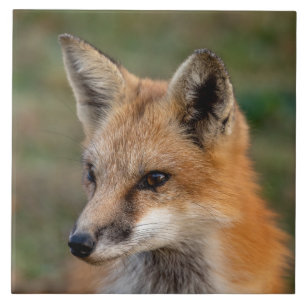  Fox Portrait        Tile